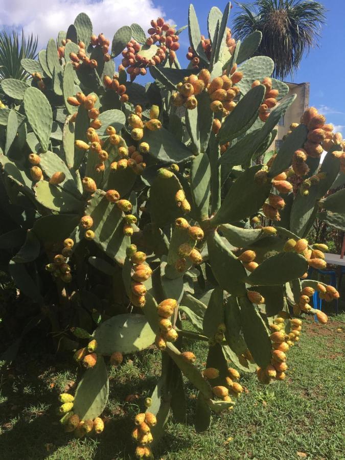 Il Giardino Degli Agrumi Caserte Extérieur photo