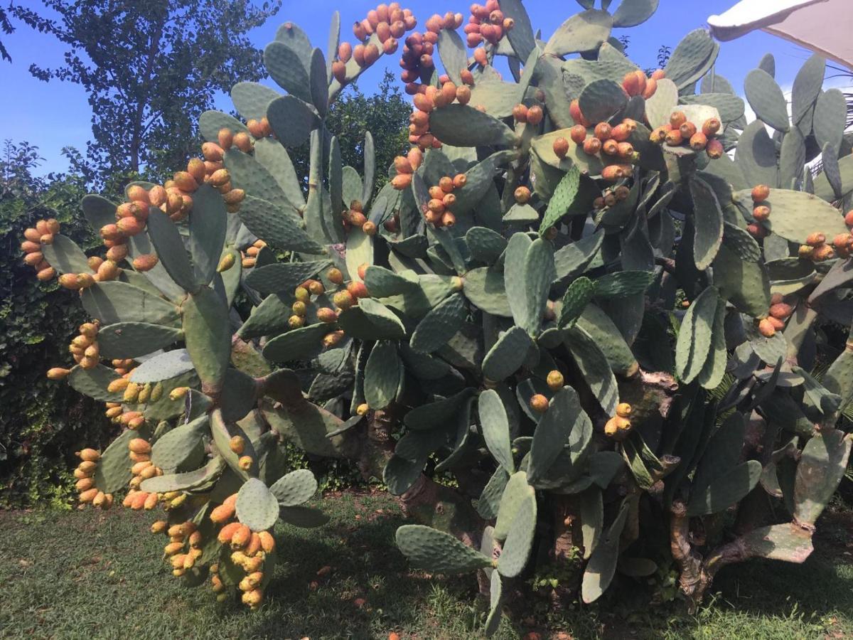 Il Giardino Degli Agrumi Caserte Extérieur photo