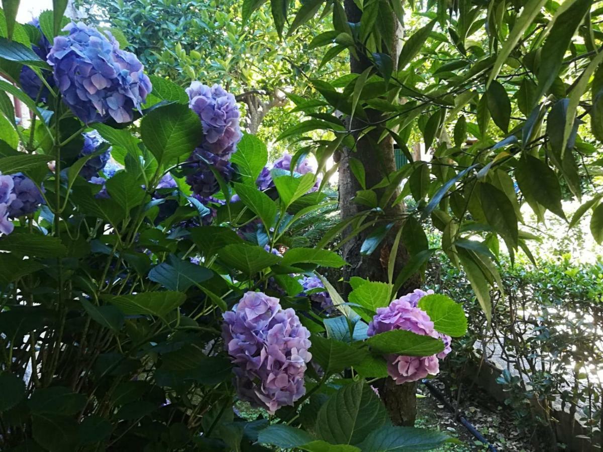 Il Giardino Degli Agrumi Caserte Extérieur photo