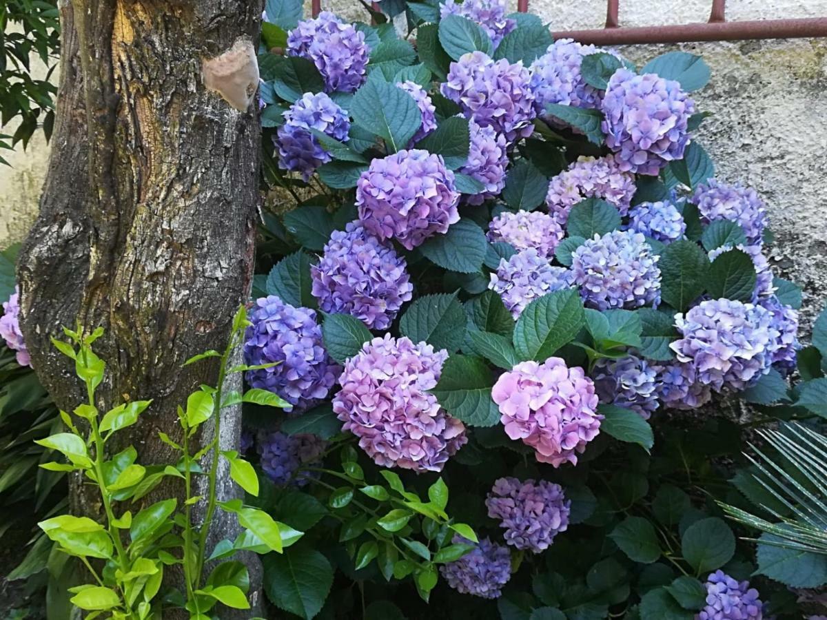 Il Giardino Degli Agrumi Caserte Extérieur photo